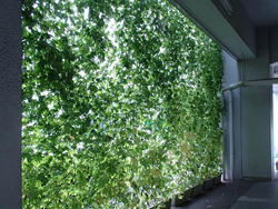 本社・富士松工場の緑のカーテン1