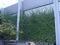 本社・富士松工場の緑のカーテン2